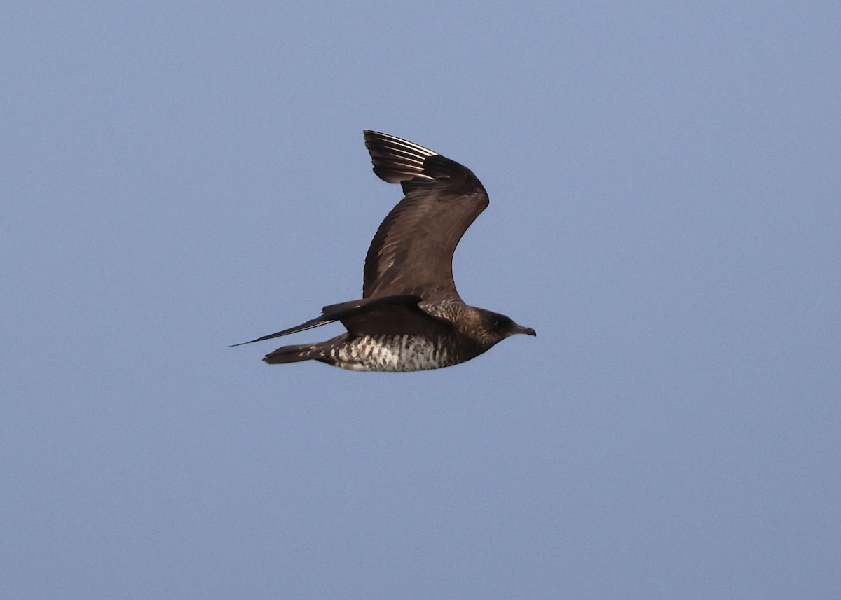 Бэсрэг хайлгана - ML643818616