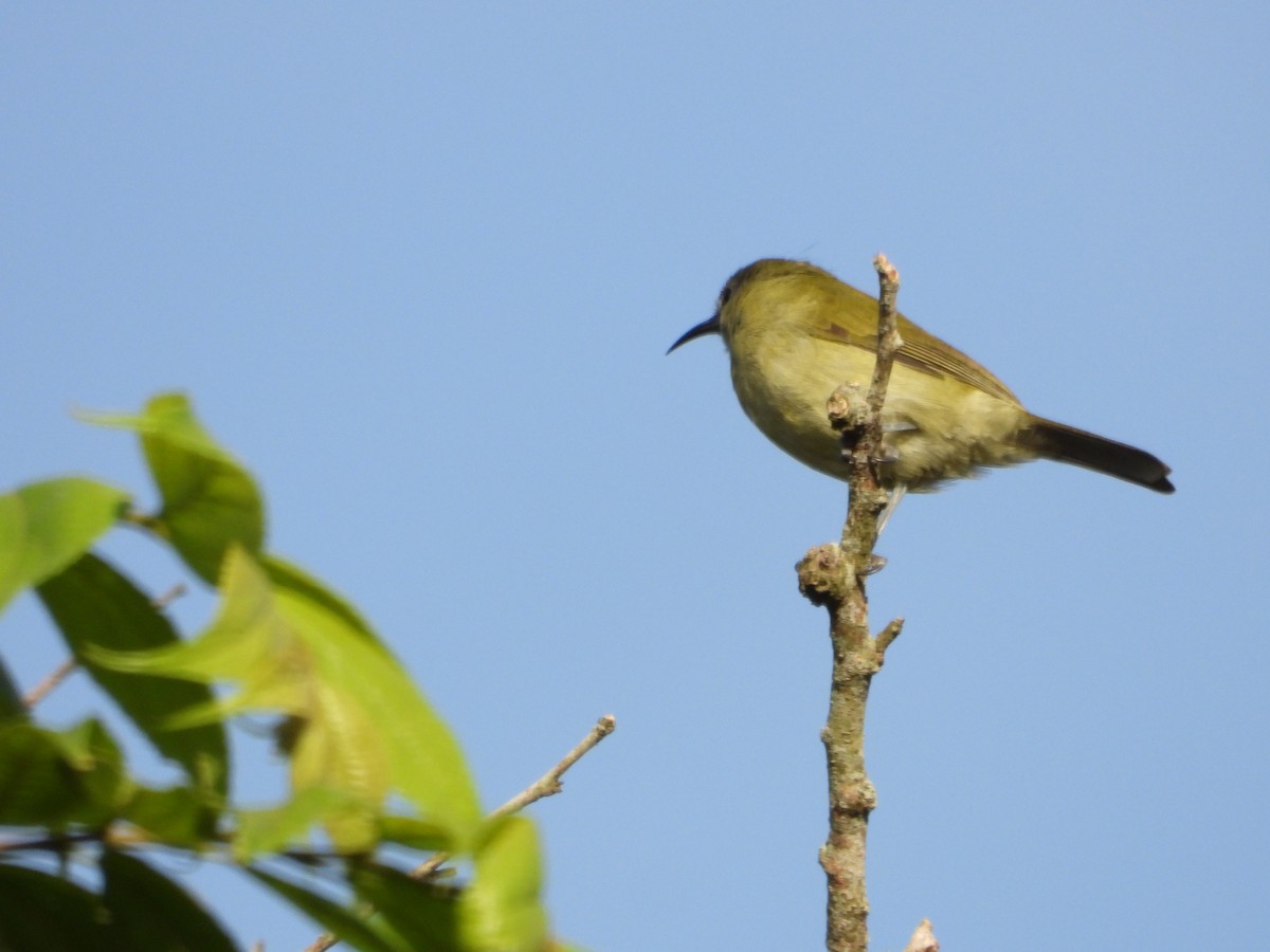 Sunda Honeyeater - ML643818617