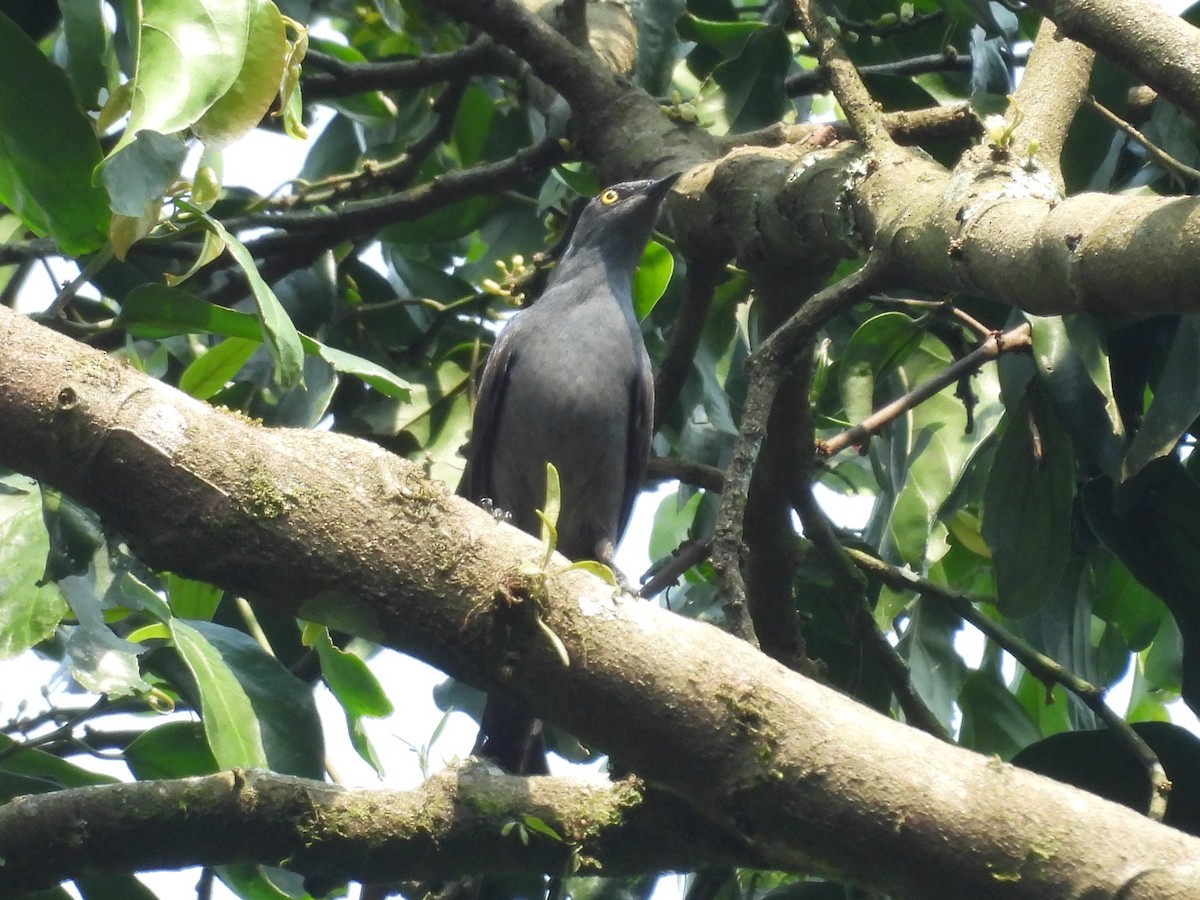 Narrow-tailed Starling - ML643818639