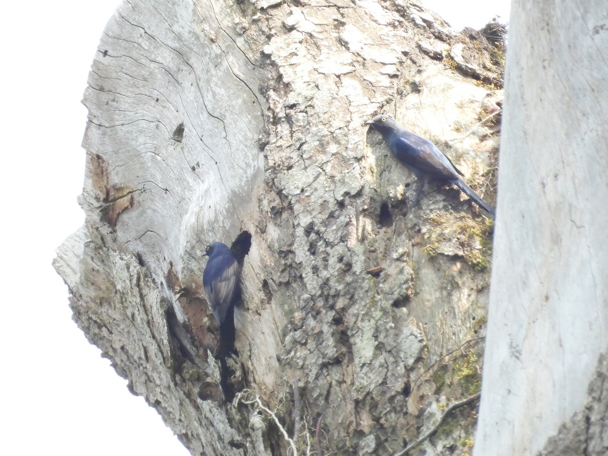 Narrow-tailed Starling - ML643818640