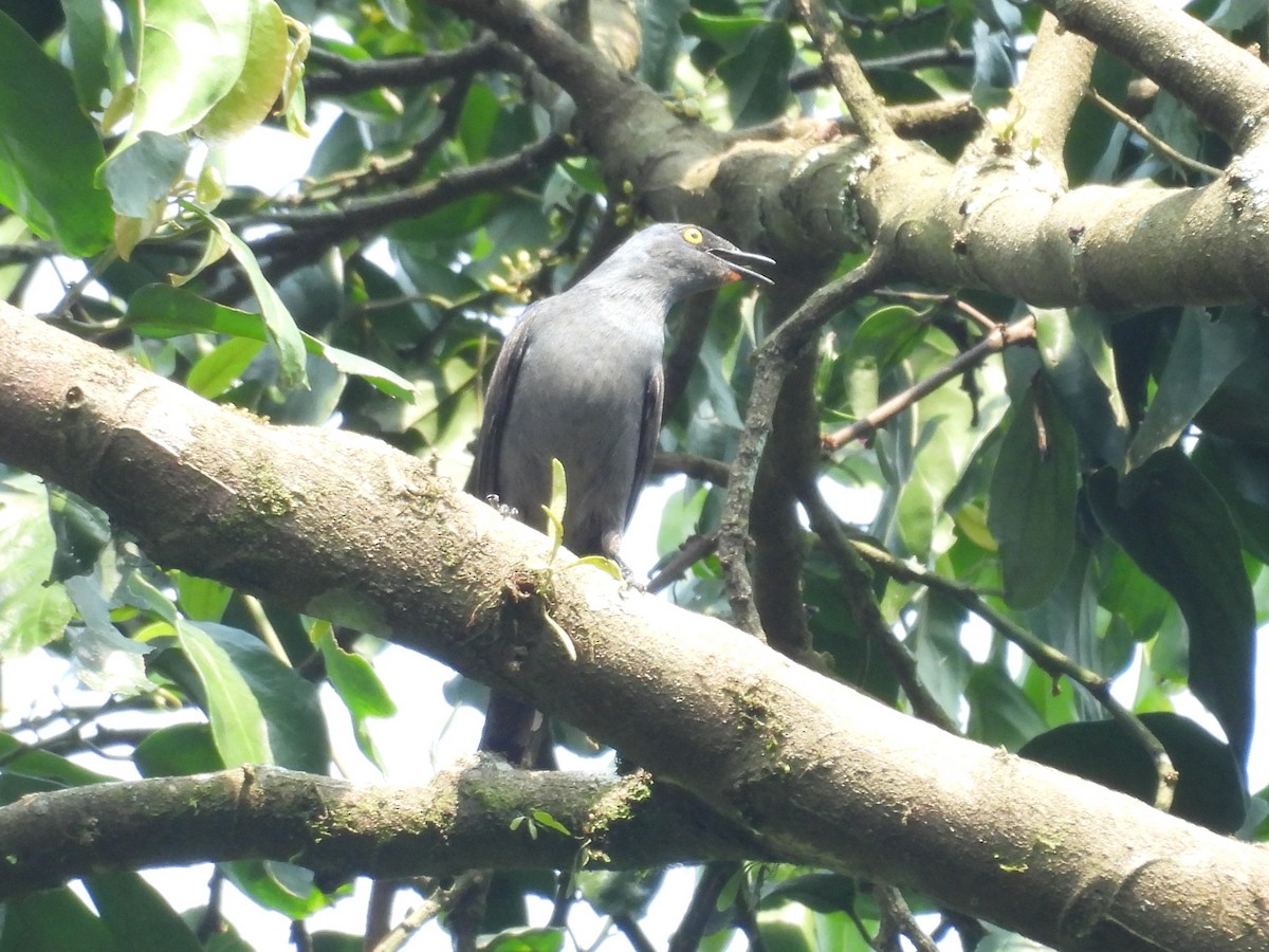 Narrow-tailed Starling - ML643818641