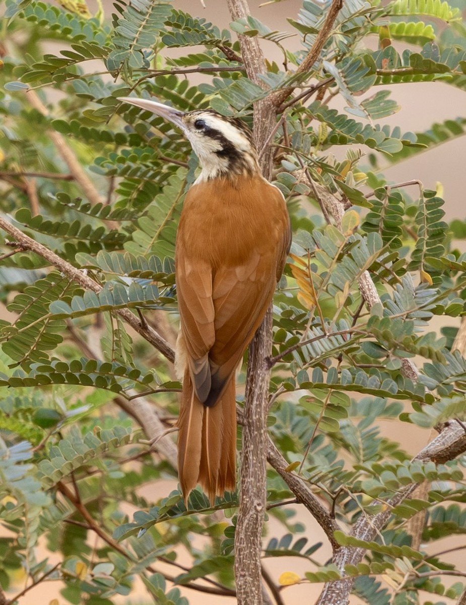Narrow-billed Woodcreeper - ML643818666