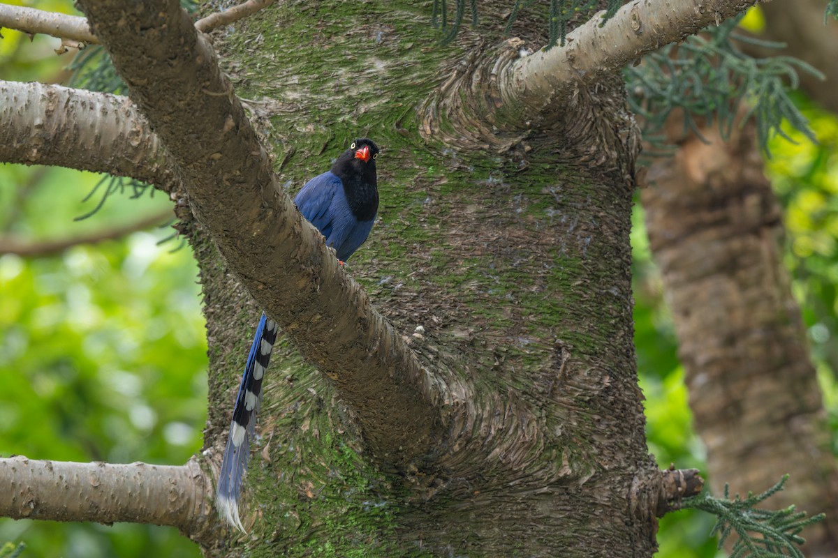 Taiwan Blue-Magpie - ML643818670