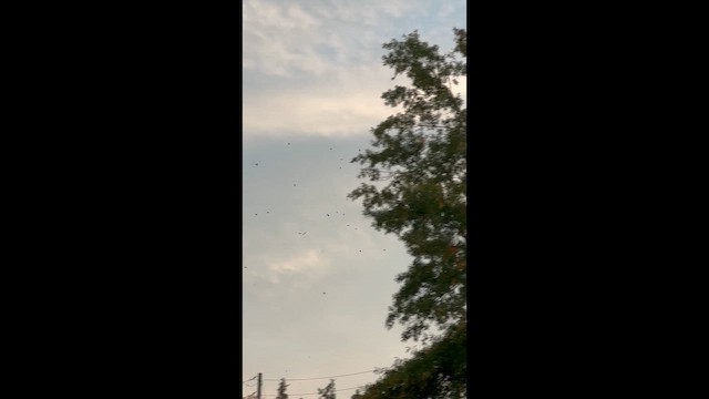 House Finch - ML643818671