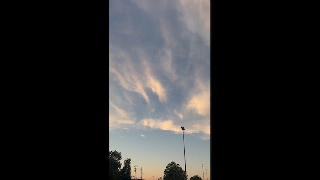 House Finch - ML643818672