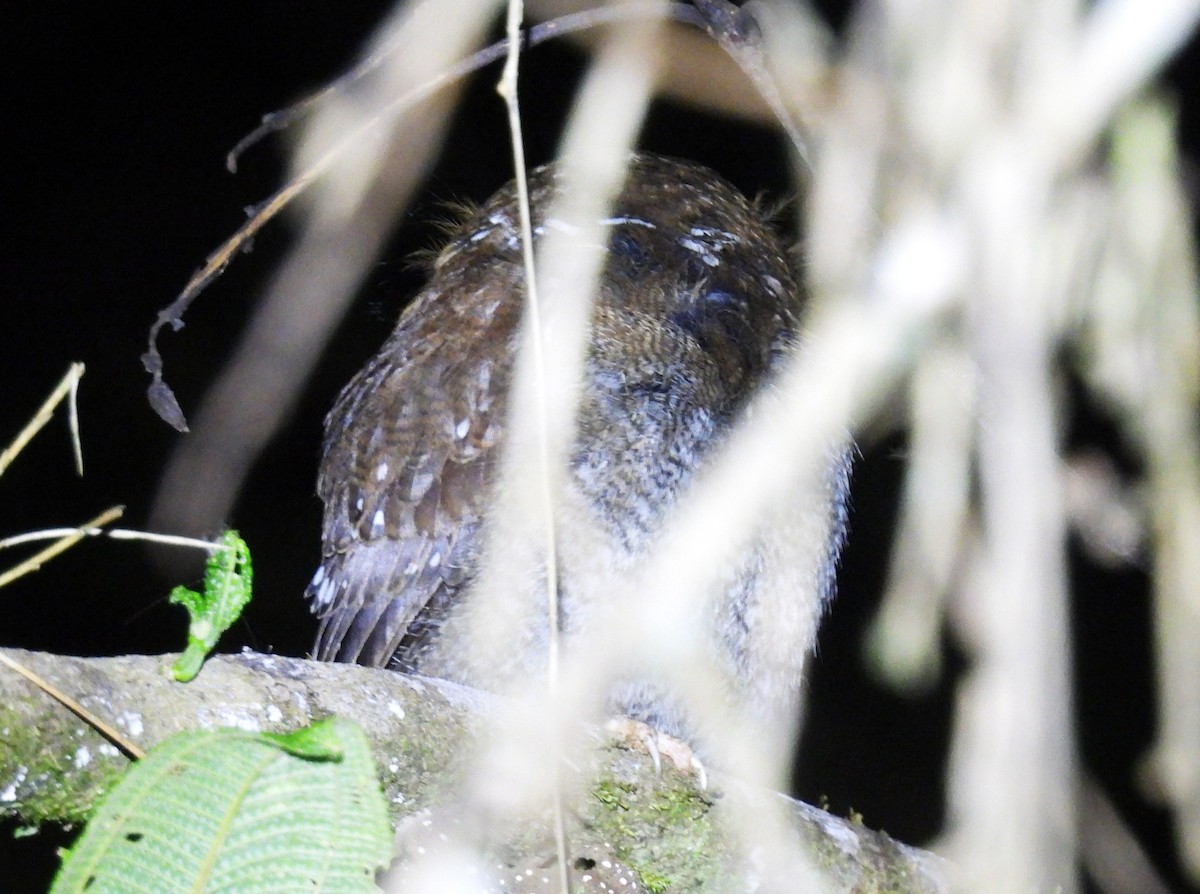 Perukauz - ML643818690