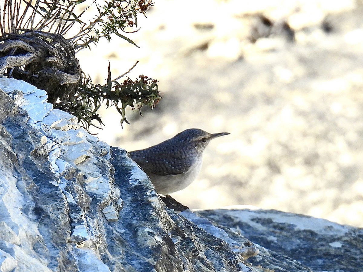 Rock Wren - ML643818697