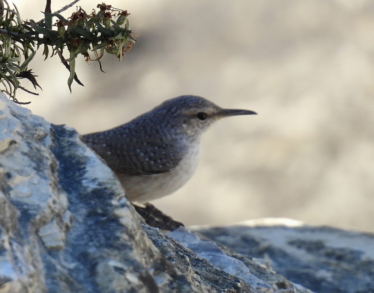 Rock Wren - ML643818698