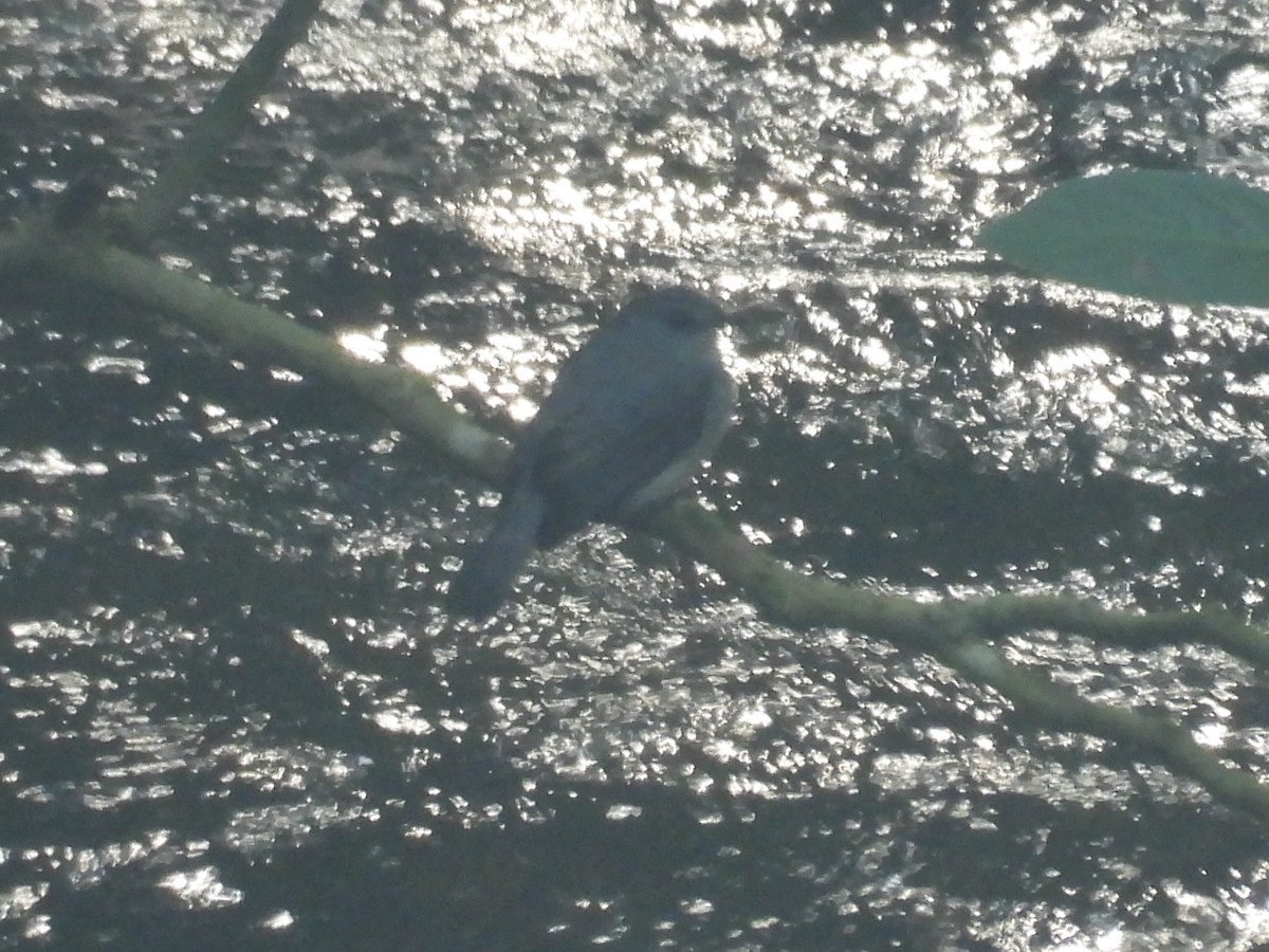 Cassin's Flycatcher - ML643818709