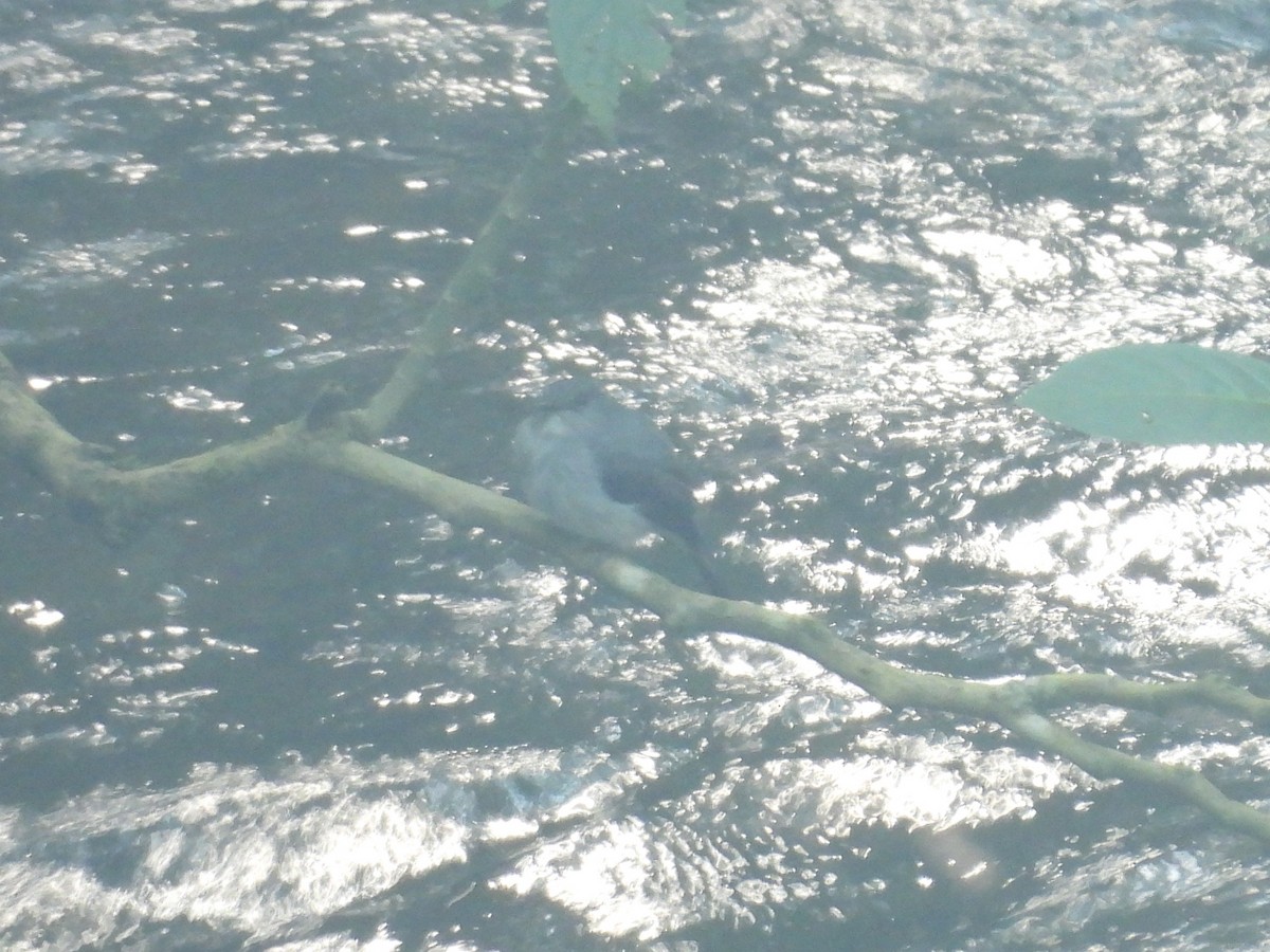 Cassin's Flycatcher - ML643818711