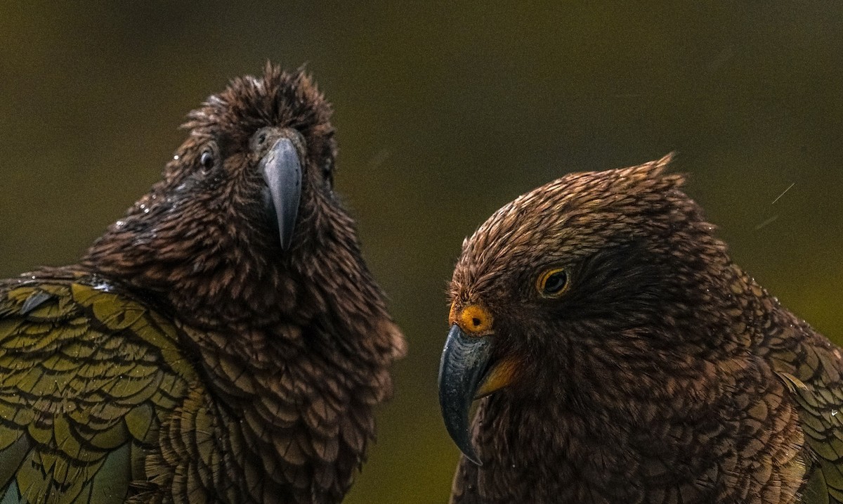 Kea - ML643818718