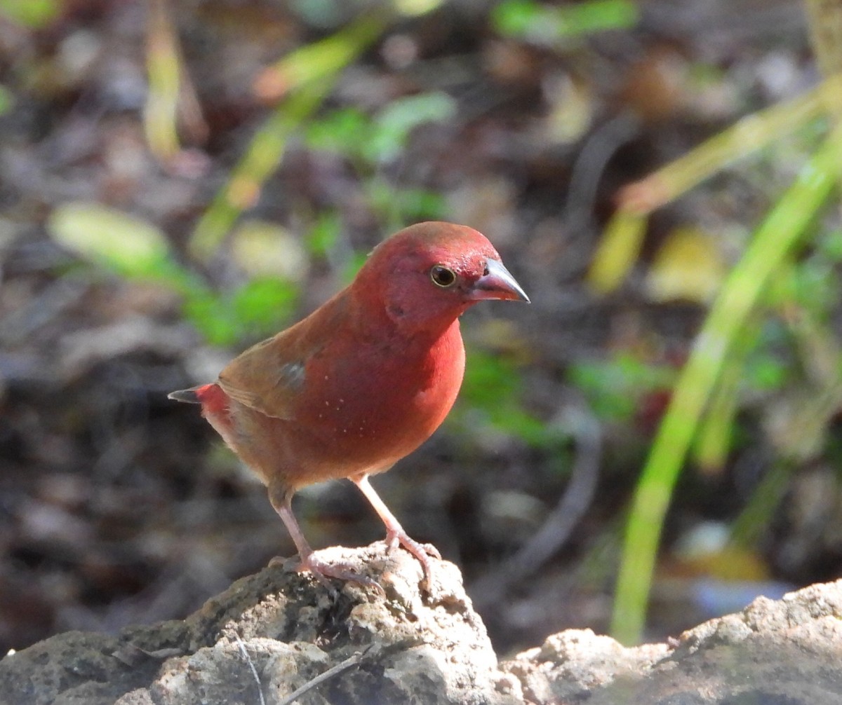 Red-billed Firefinch - ML643818736
