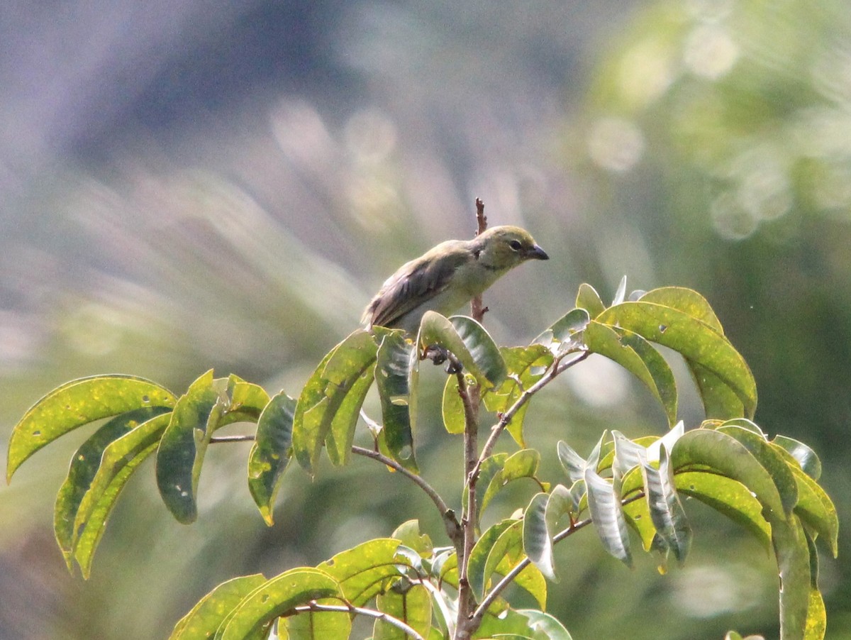 Чернолицая танагра - ML643818748