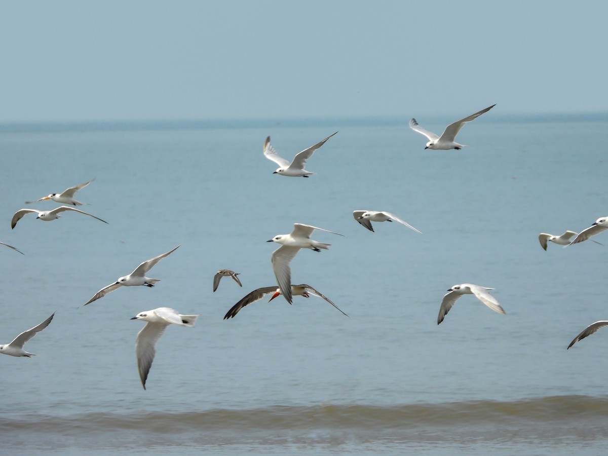 Indian Skimmer - ML643818762