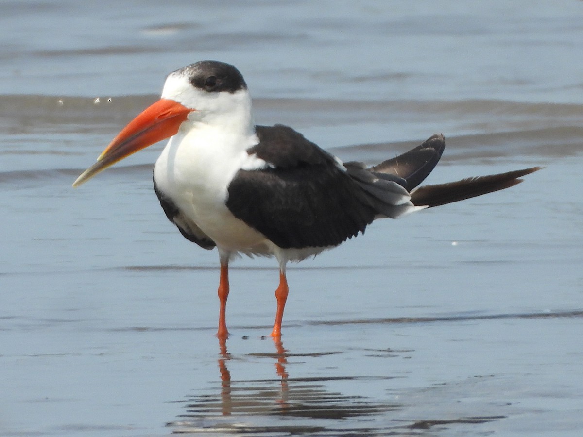 Indian Skimmer - ML643818763