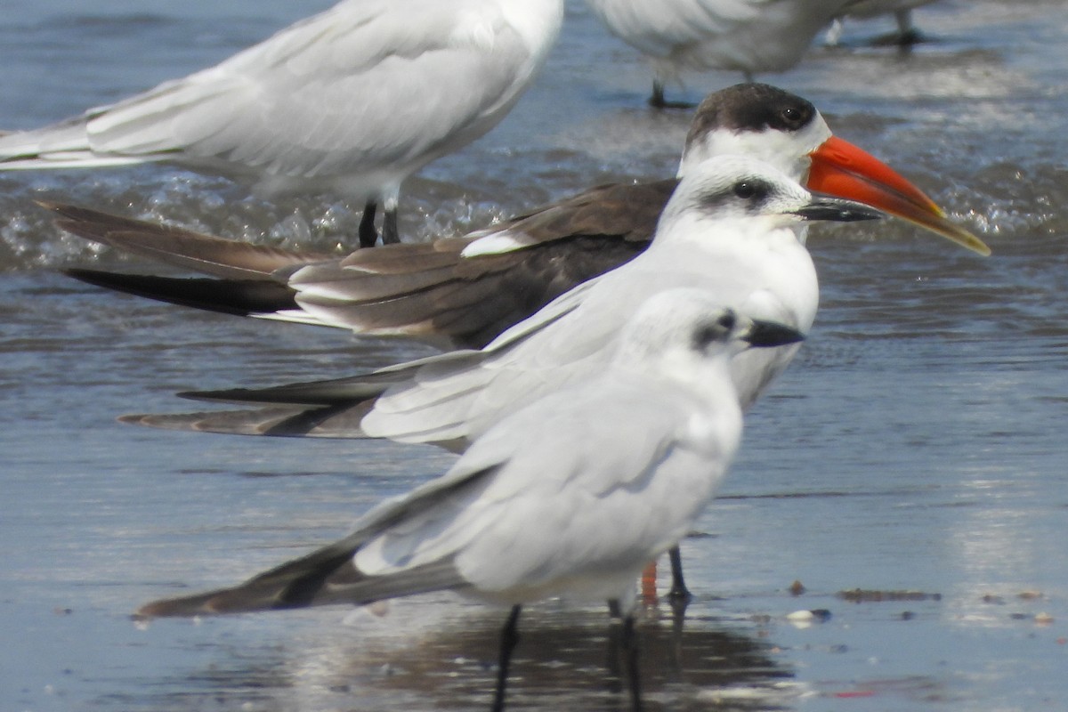 Indian Skimmer - ML643818764
