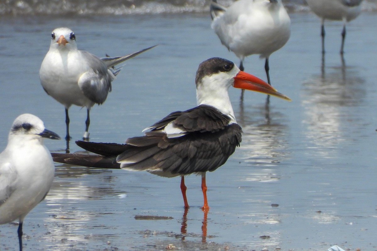 Indian Skimmer - ML643818765