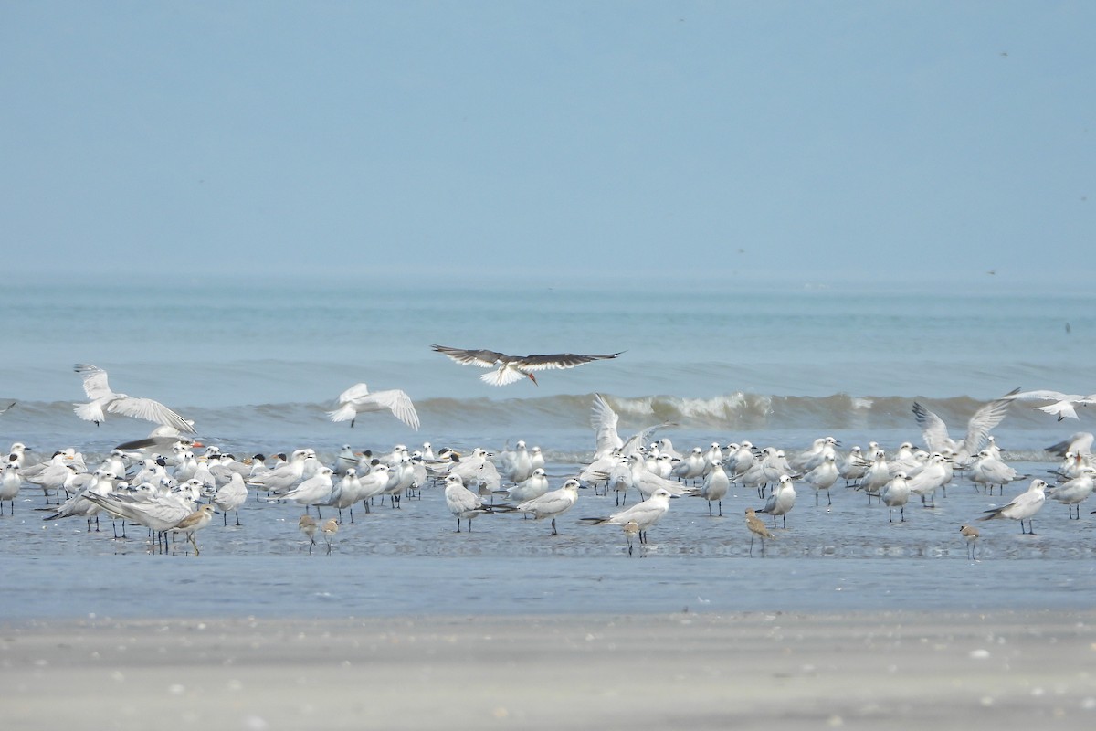Indian Skimmer - ML643818766