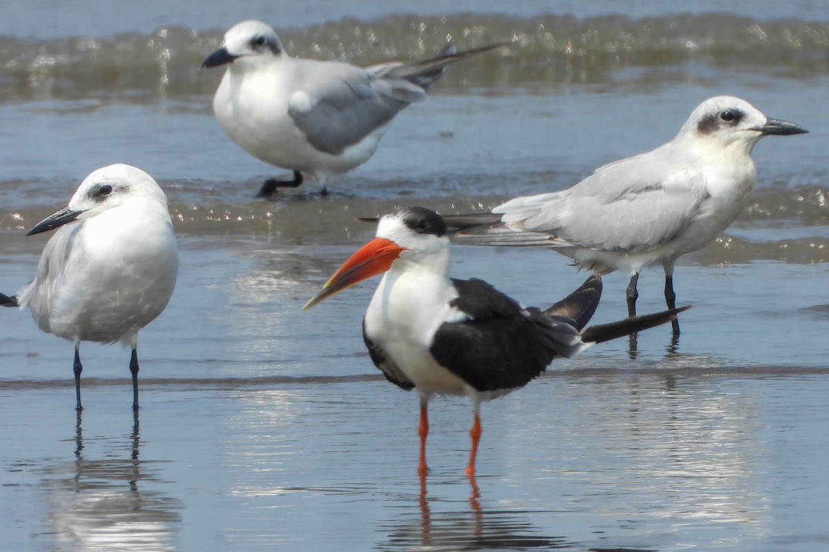 Indian Skimmer - ML643818767