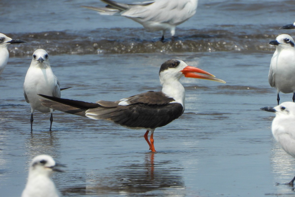 Indian Skimmer - ML643818768