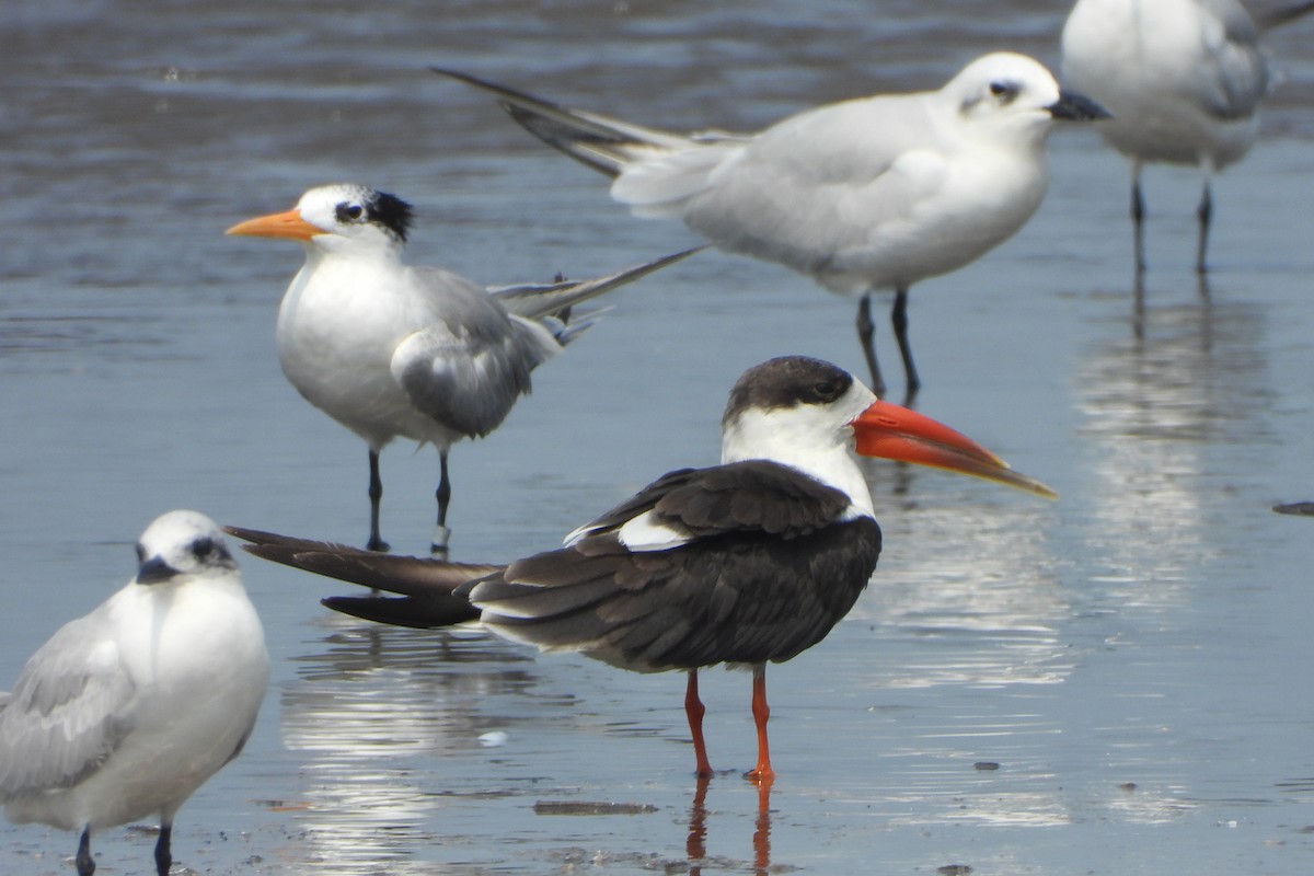 Indian Skimmer - ML643818769