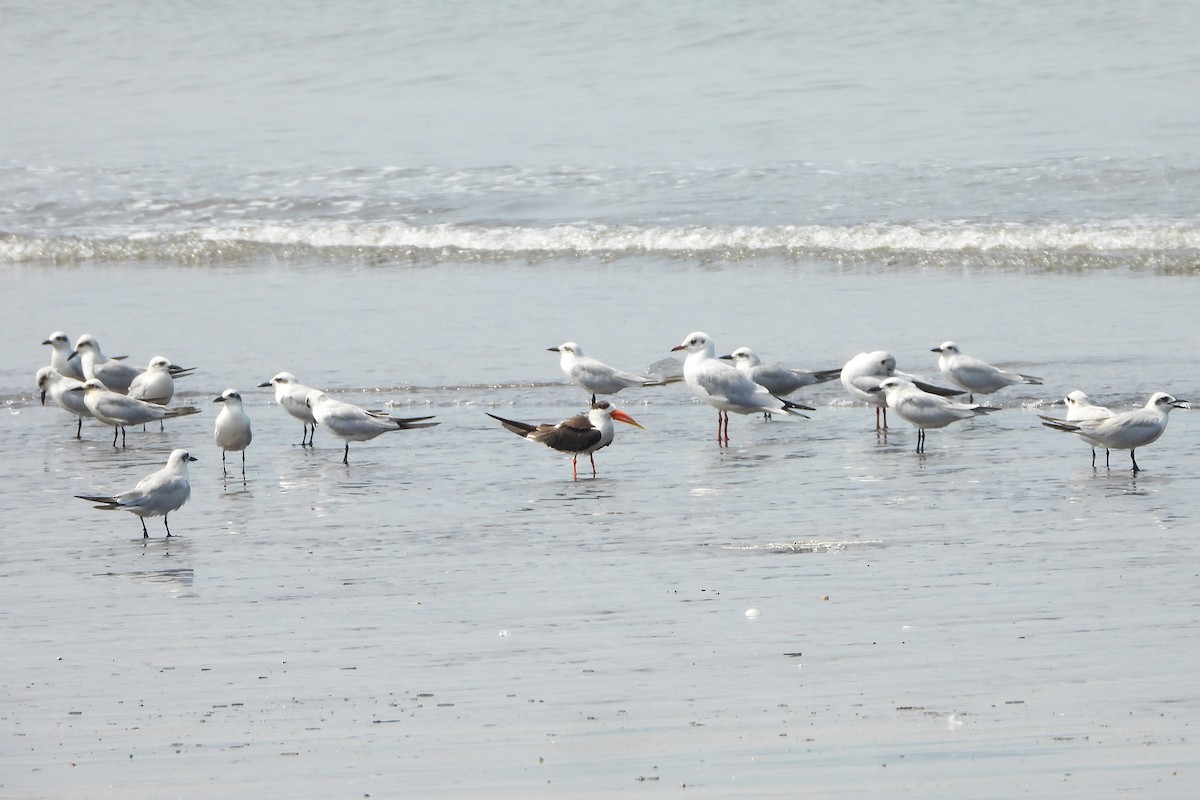 Indian Skimmer - ML643818770