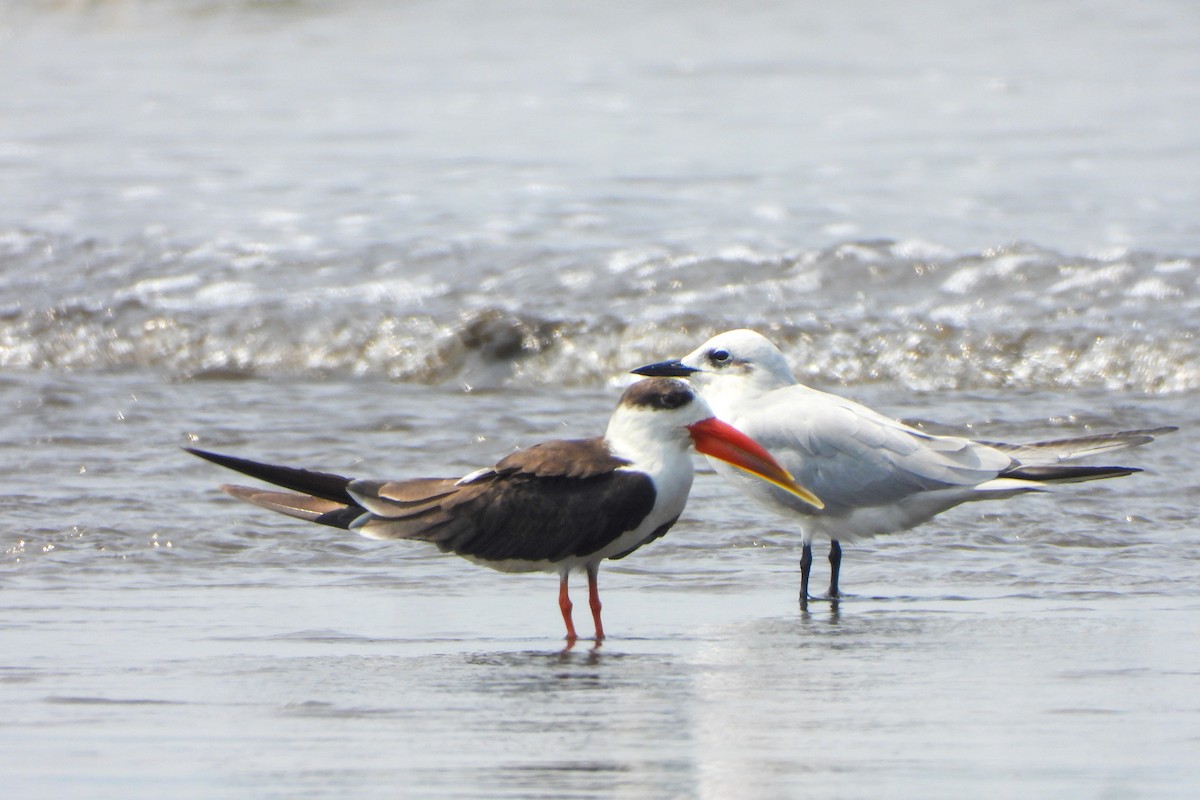 Indian Skimmer - ML643818771