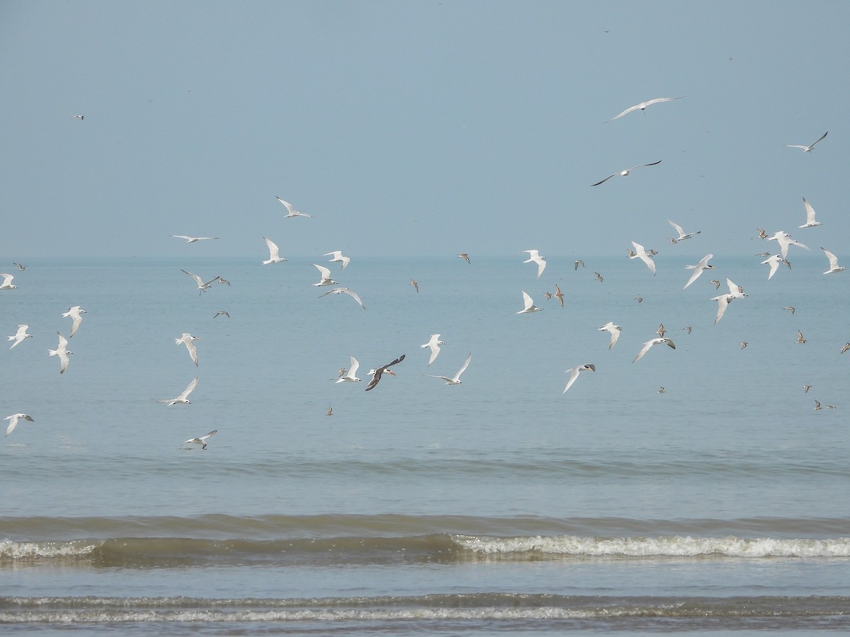 Indian Skimmer - ML643818772
