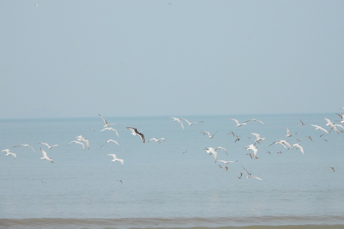 Indian Skimmer - ML643818773