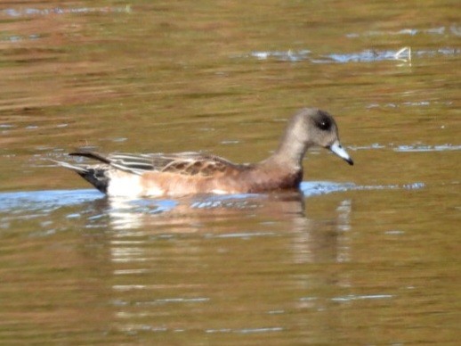 American Wigeon - ML643818783