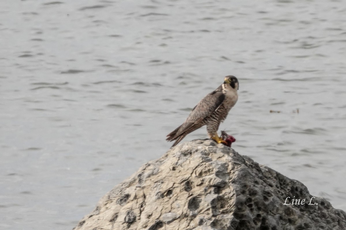 Peregrine Falcon - ML643818808