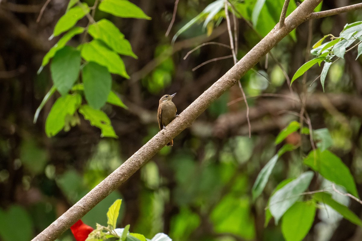 Northern Plain-Xenops - ML643818811