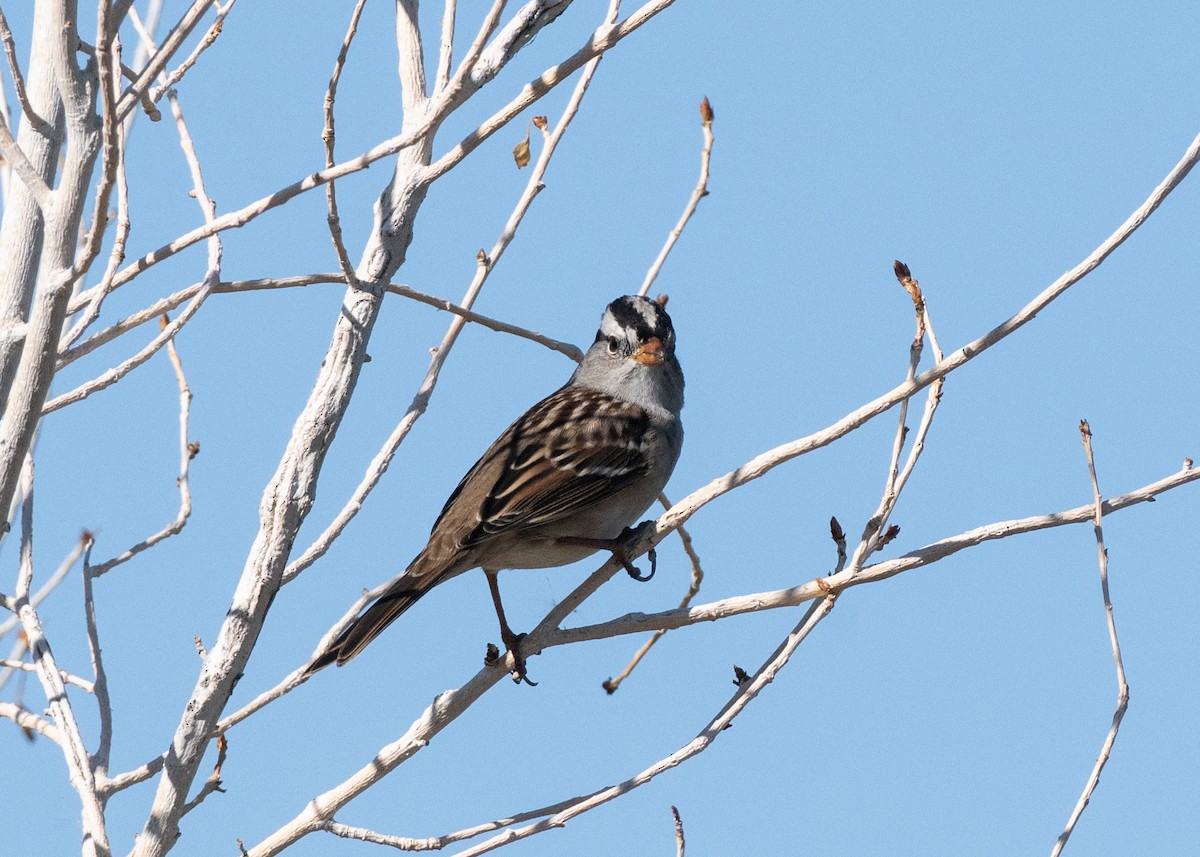 hvitkronespurv - ML643818820