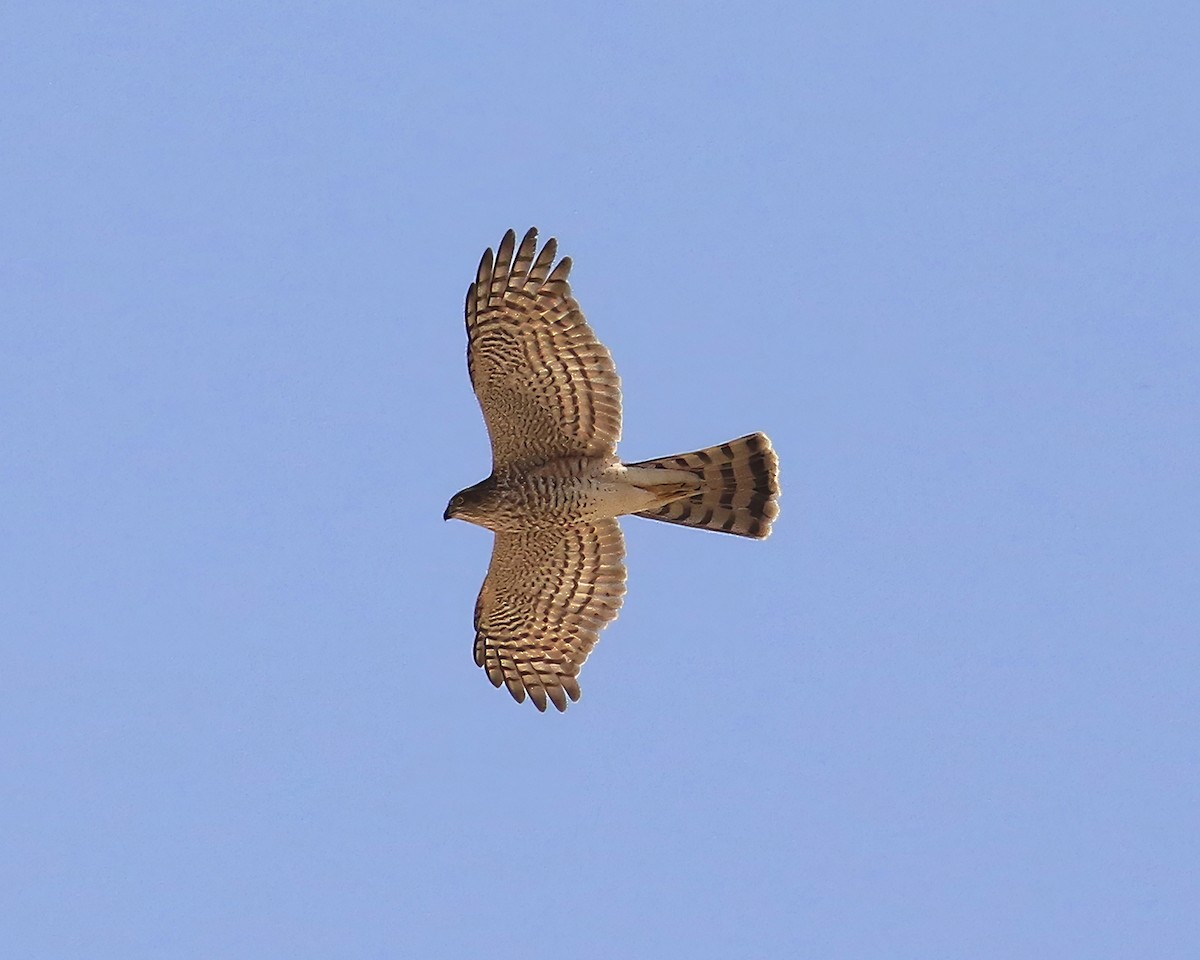 Eurasian Sparrowhawk - ML643818832