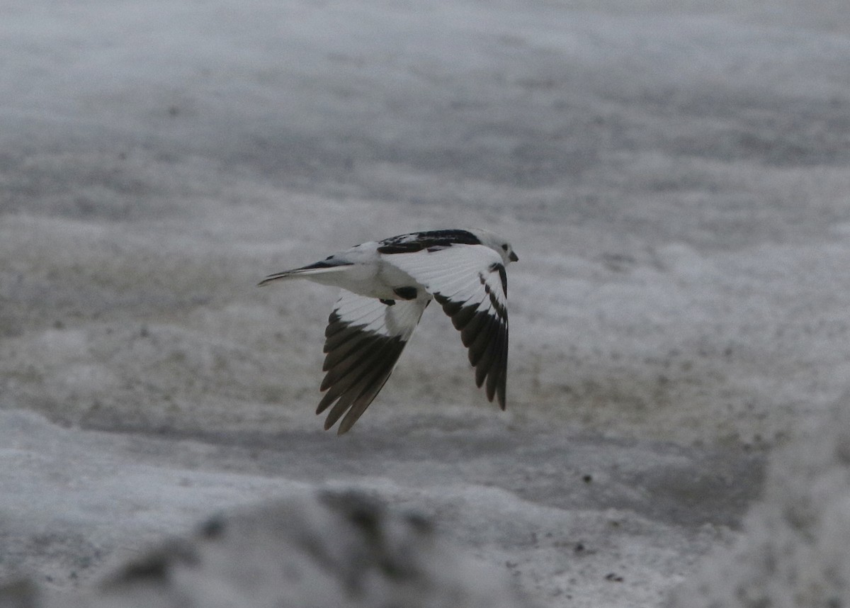 ユキホオジロ - ML643818839