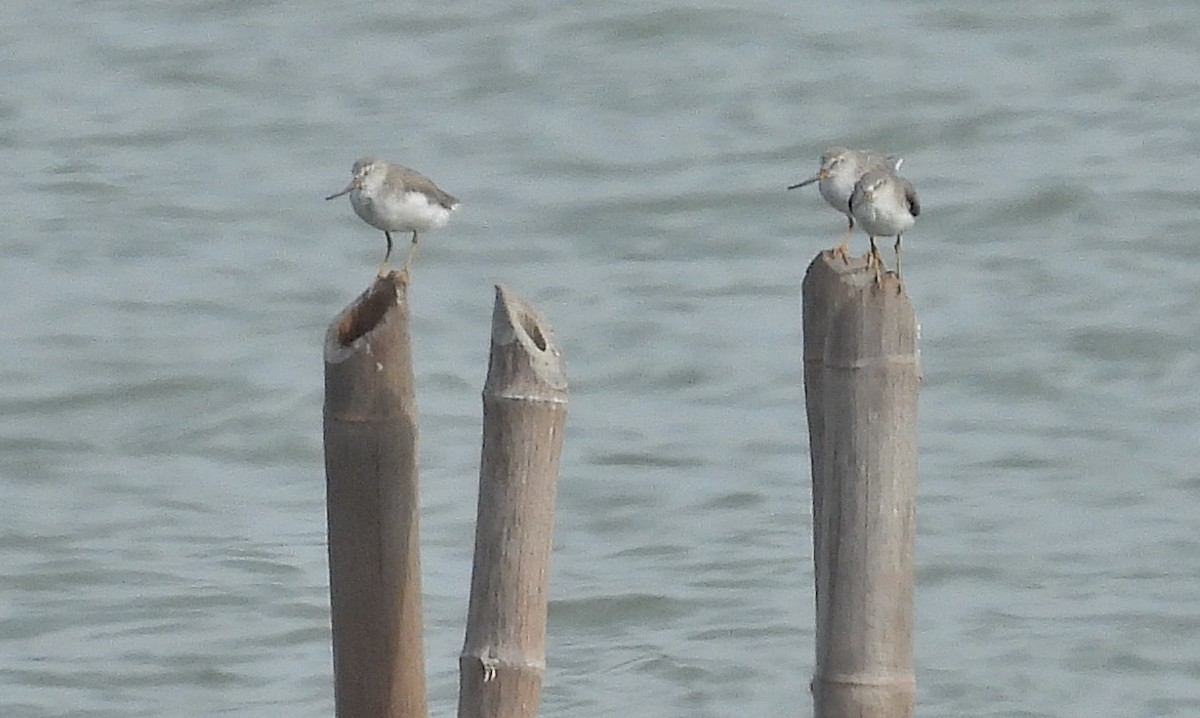Terek Sandpiper - ML643818850