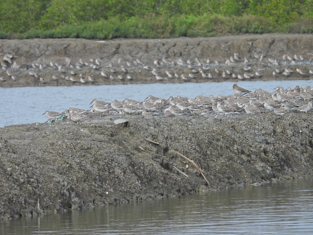 Great Knot - ML643818861