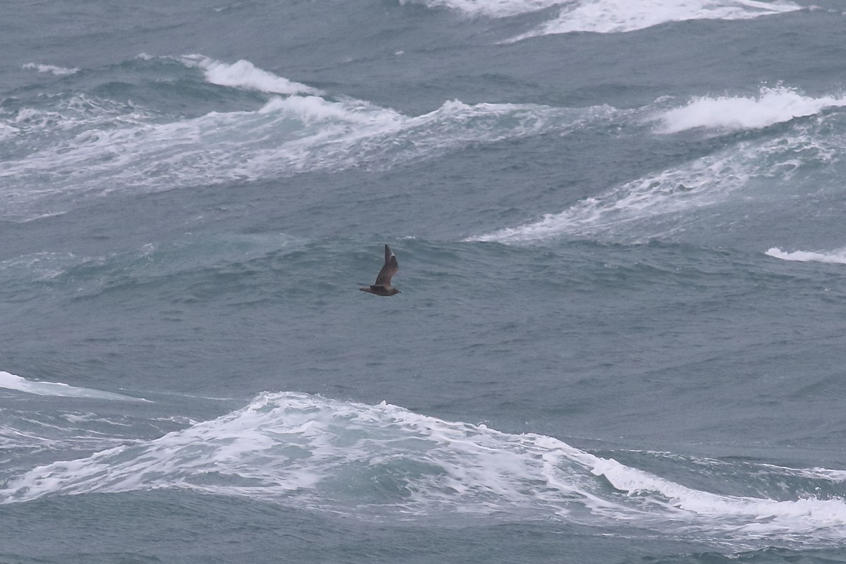 Great Skua - ML643818863
