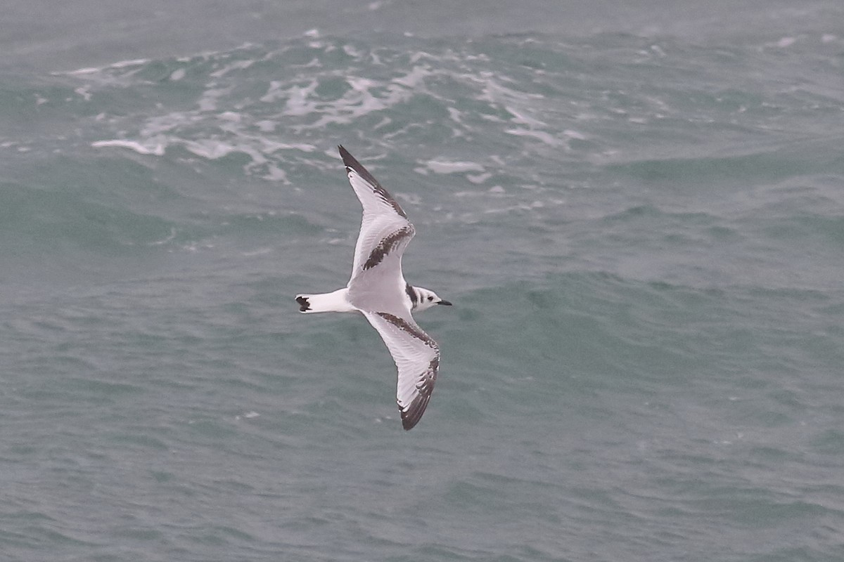 Black-legged Kittiwake - ML643818865