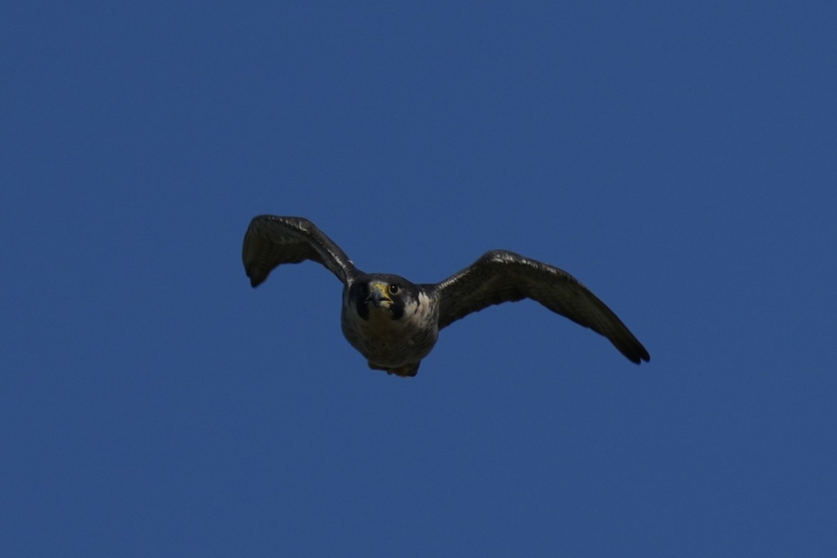 Peregrine Falcon - ML643818871