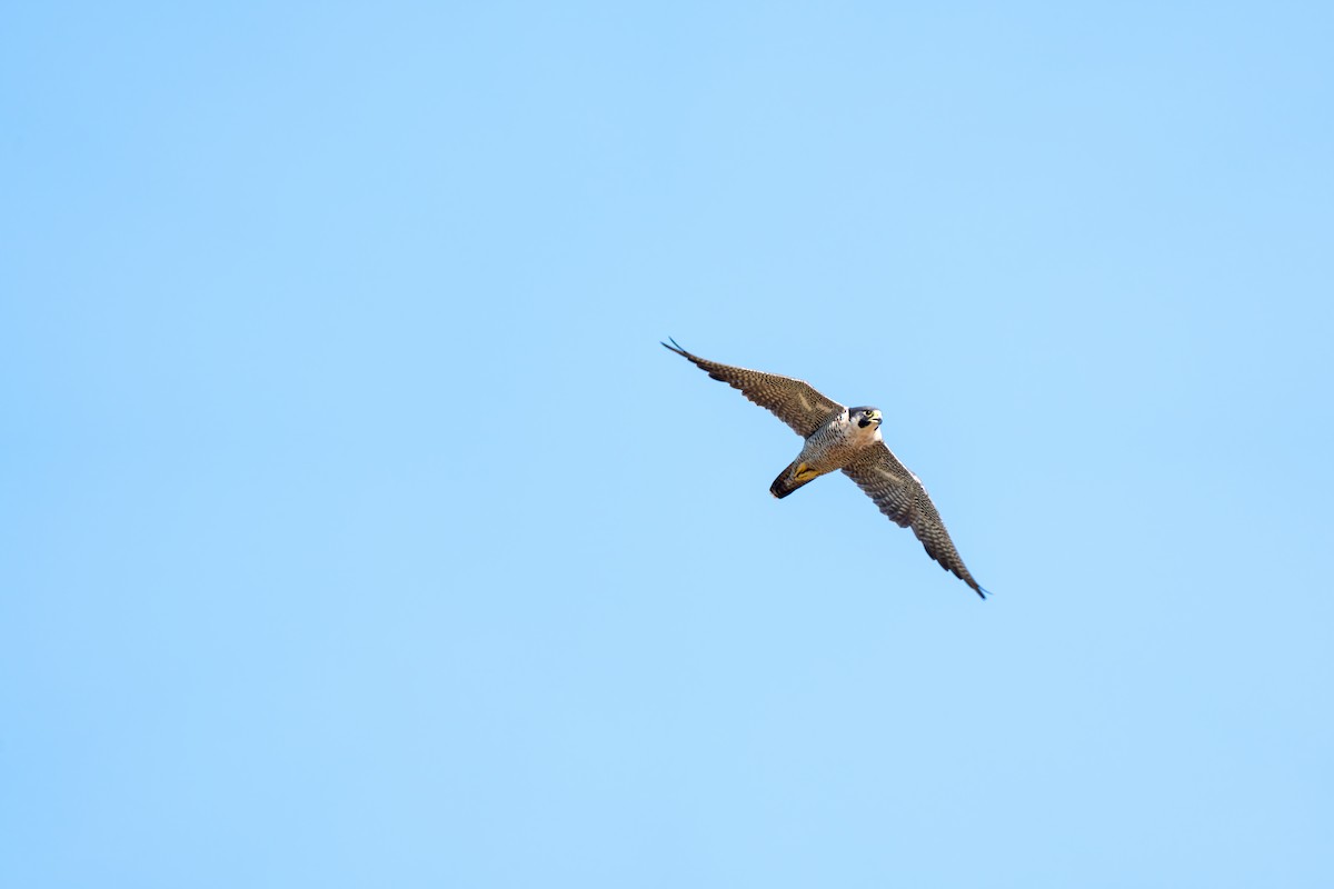 Peregrine Falcon - ML643818872