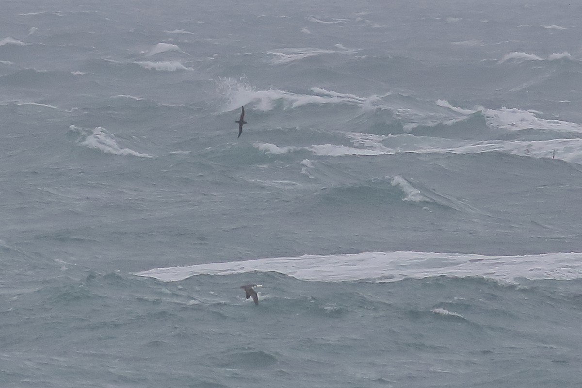 Sooty Shearwater - ML643818875