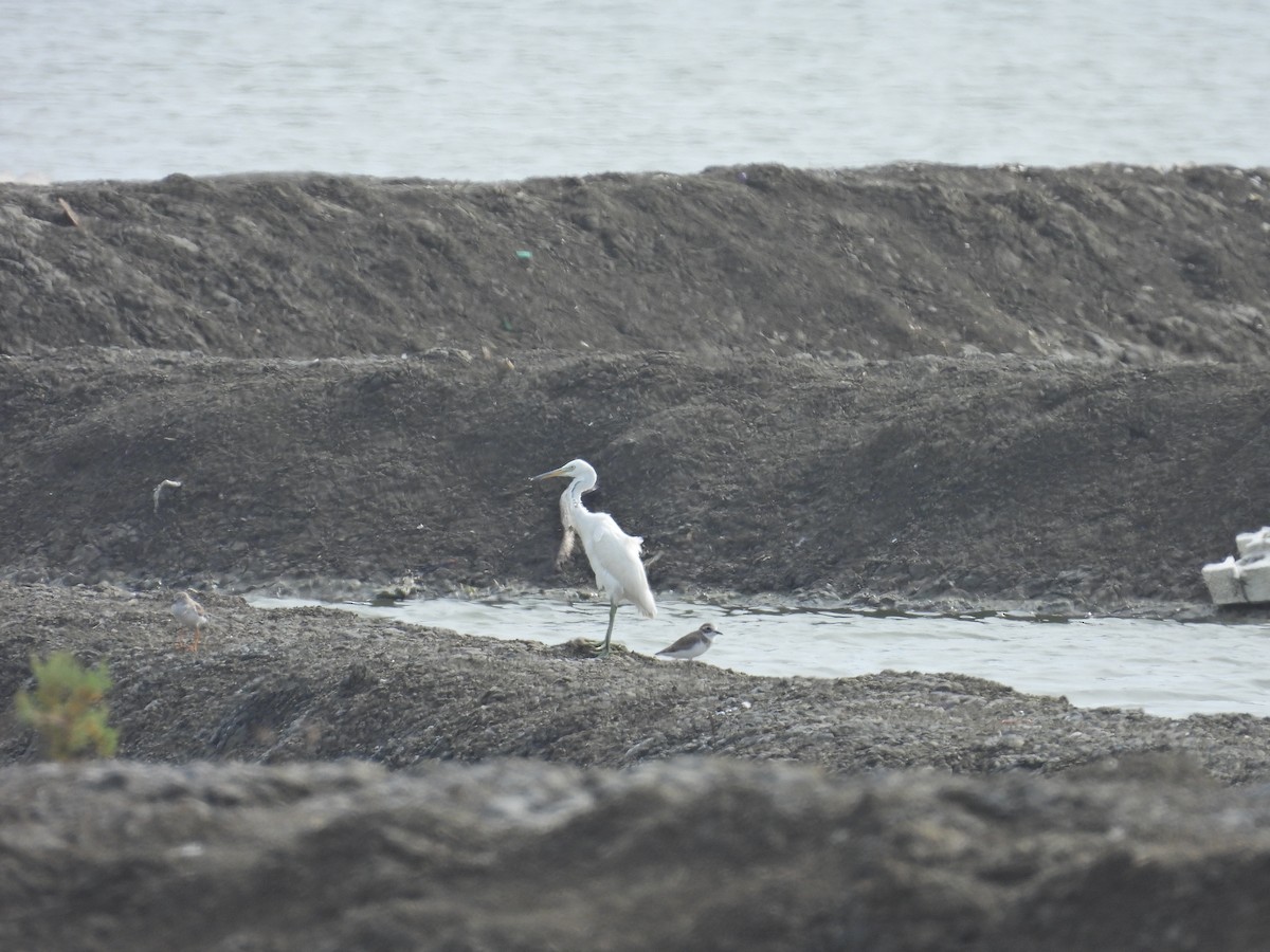 Chinese Egret - ML643818882