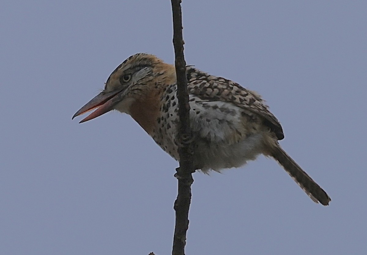 Tamatia tamajac (maculatus) - ML643818889