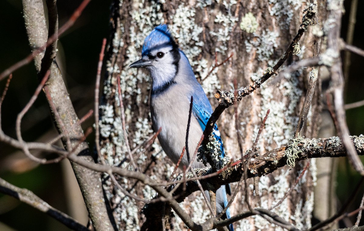 Geai bleu - ML643818895
