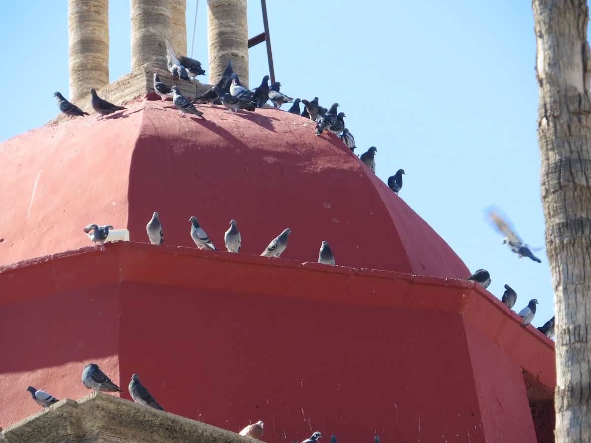 Rock Pigeon (Feral Pigeon) - ML643818901