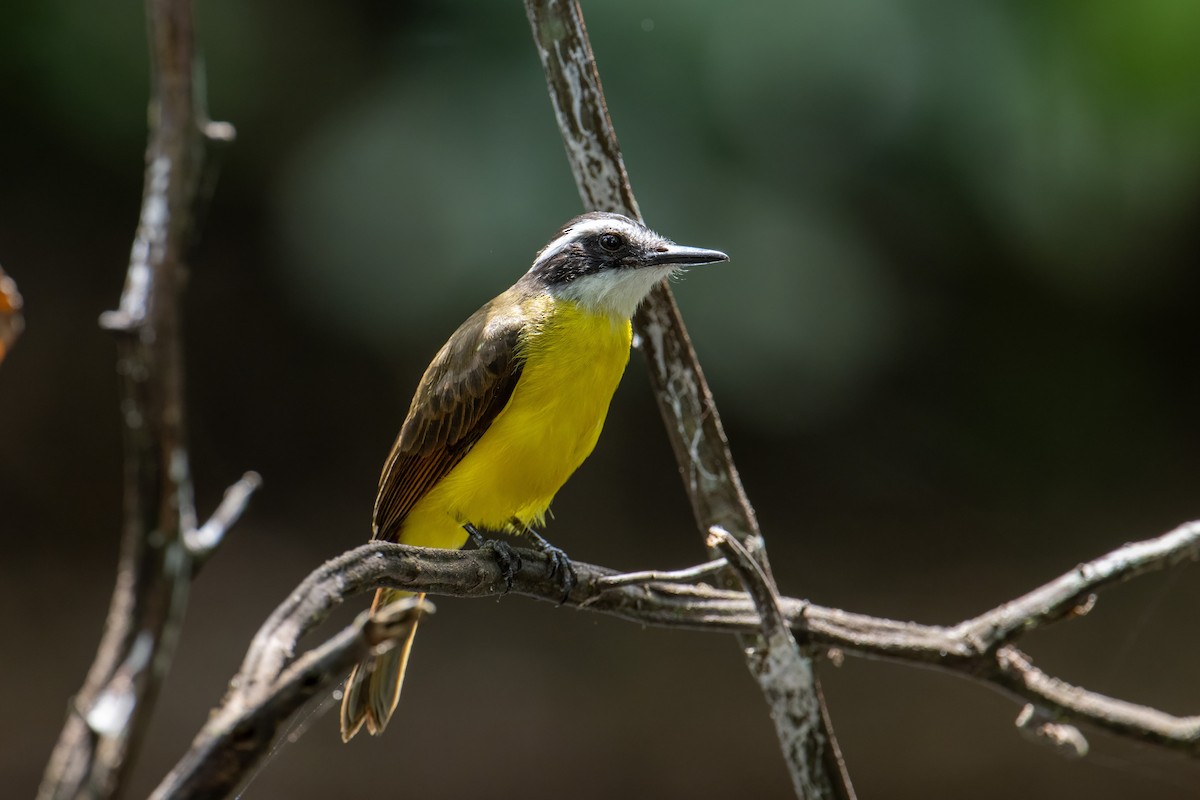 Lesser Kiskadee - ML643818905