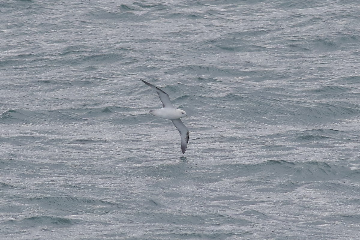 Northern Fulmar - ML643818910