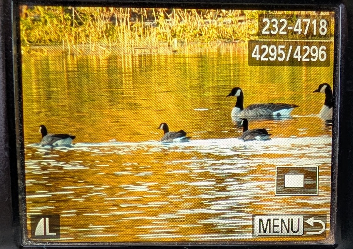 Харлаг галуу - ML643818942