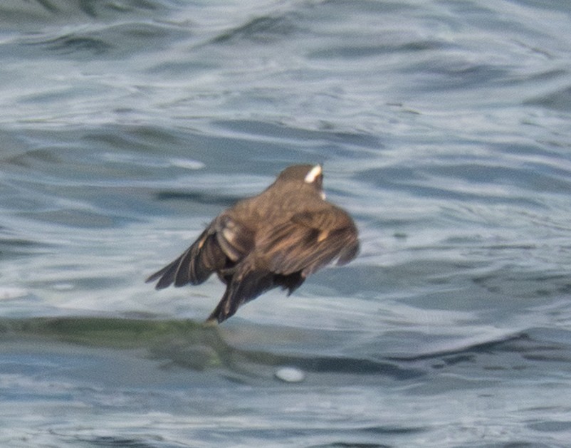 Remolinera Araucana - ML643818980
